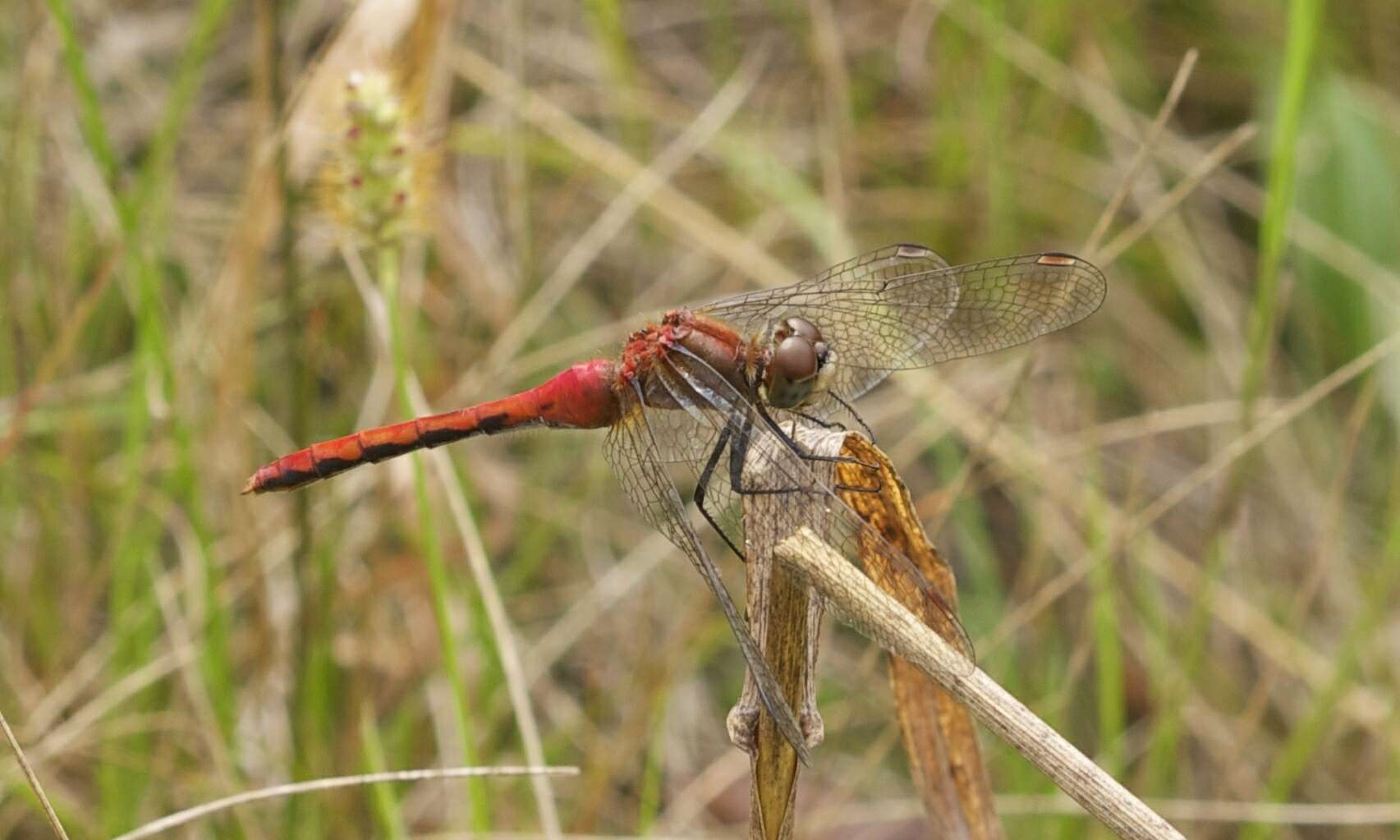 Image of White-faced Meadowhawk