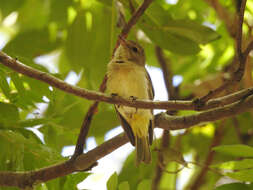 صورة Pachycephala pectoralis pectoralis (Latham 1801)