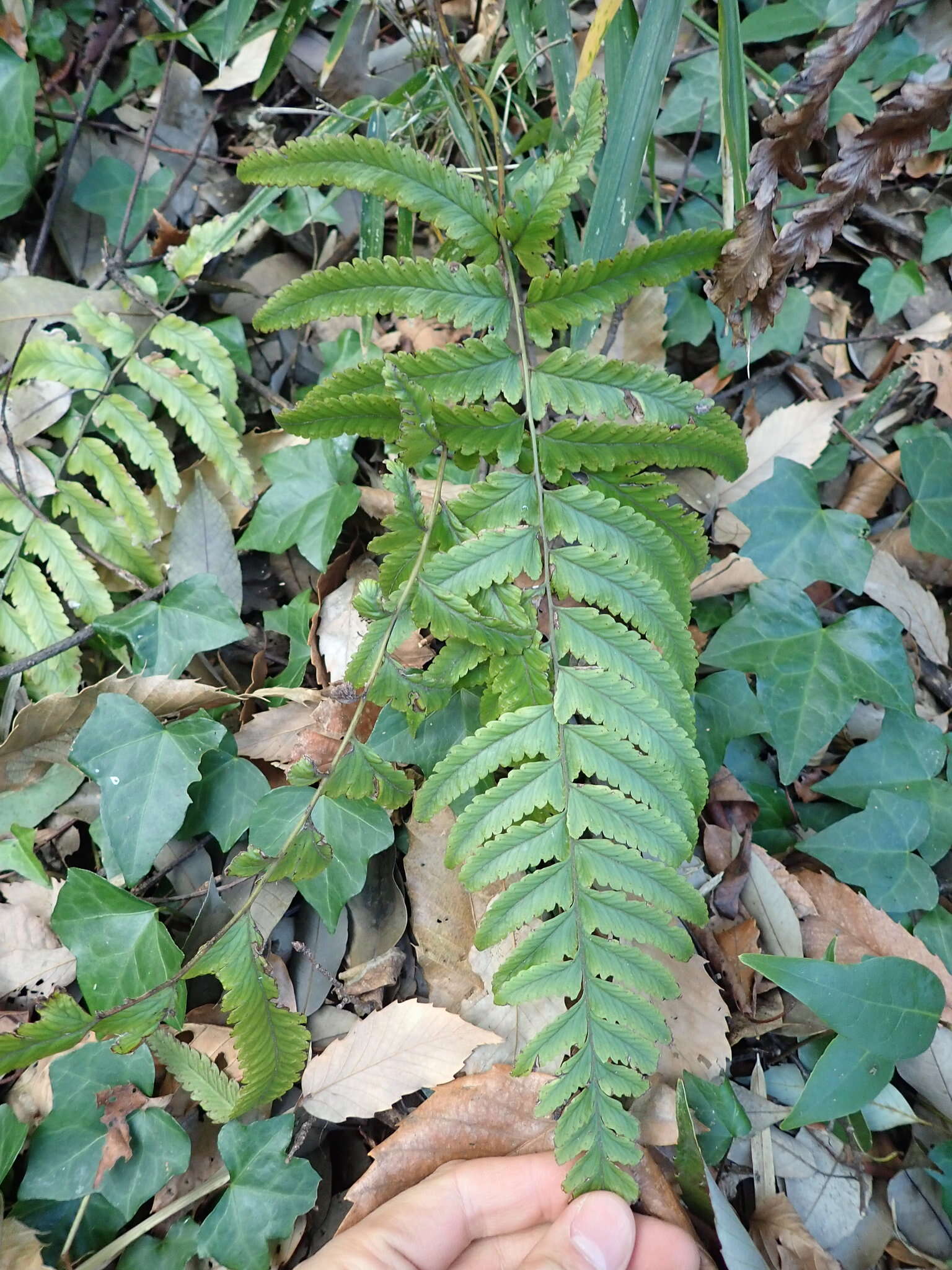 Image of Microlepia marginata (Houtt.) C. Chr.