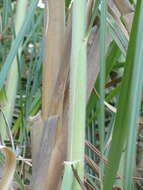 Image of purple pampas grass