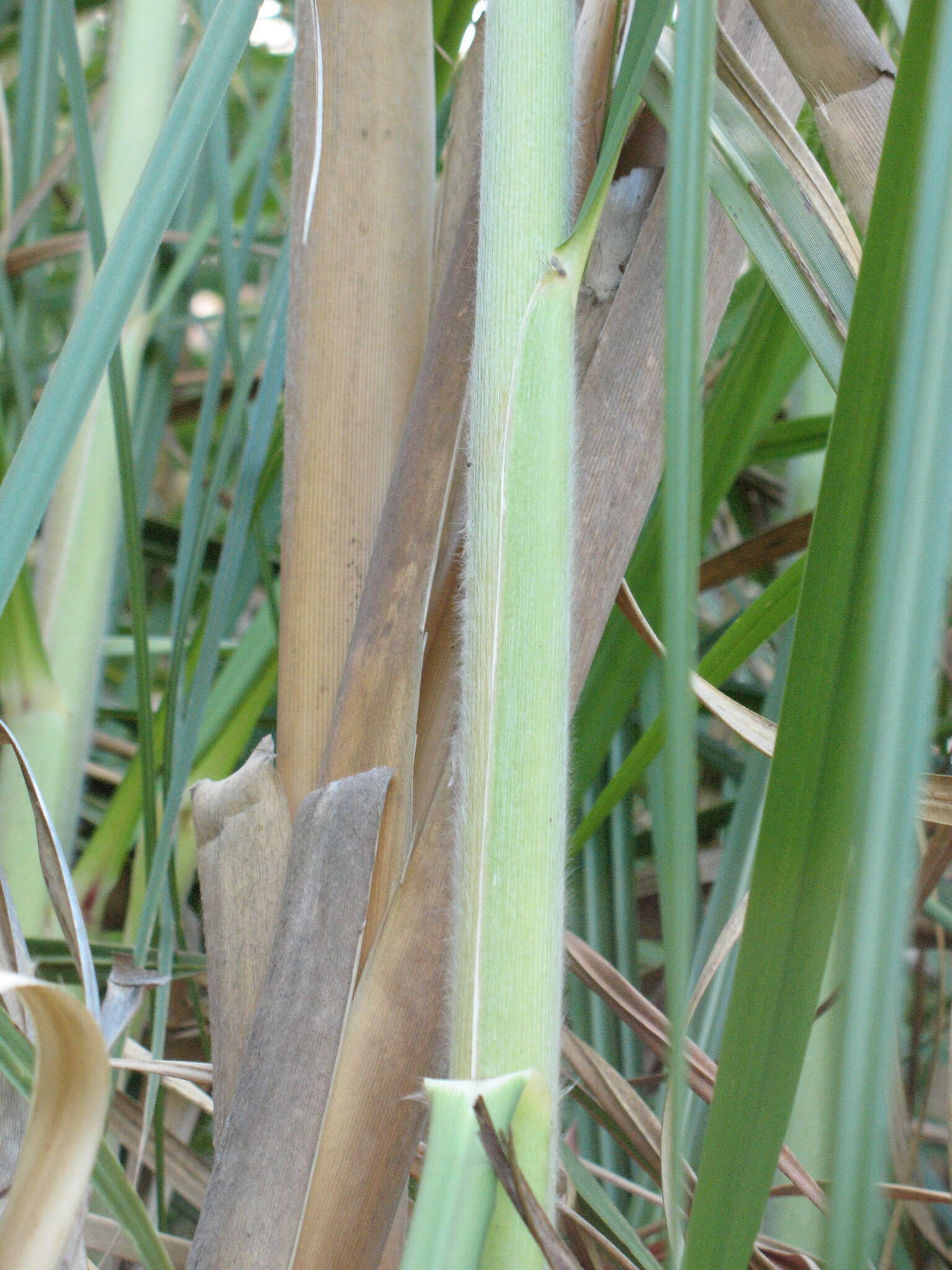 Image of purple pampas grass