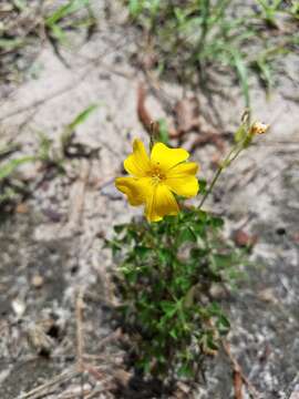 Image of Texas woodsorrel