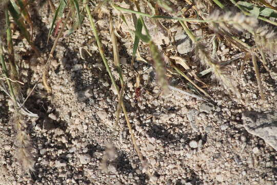 Image of Bicolored Harvester Ant