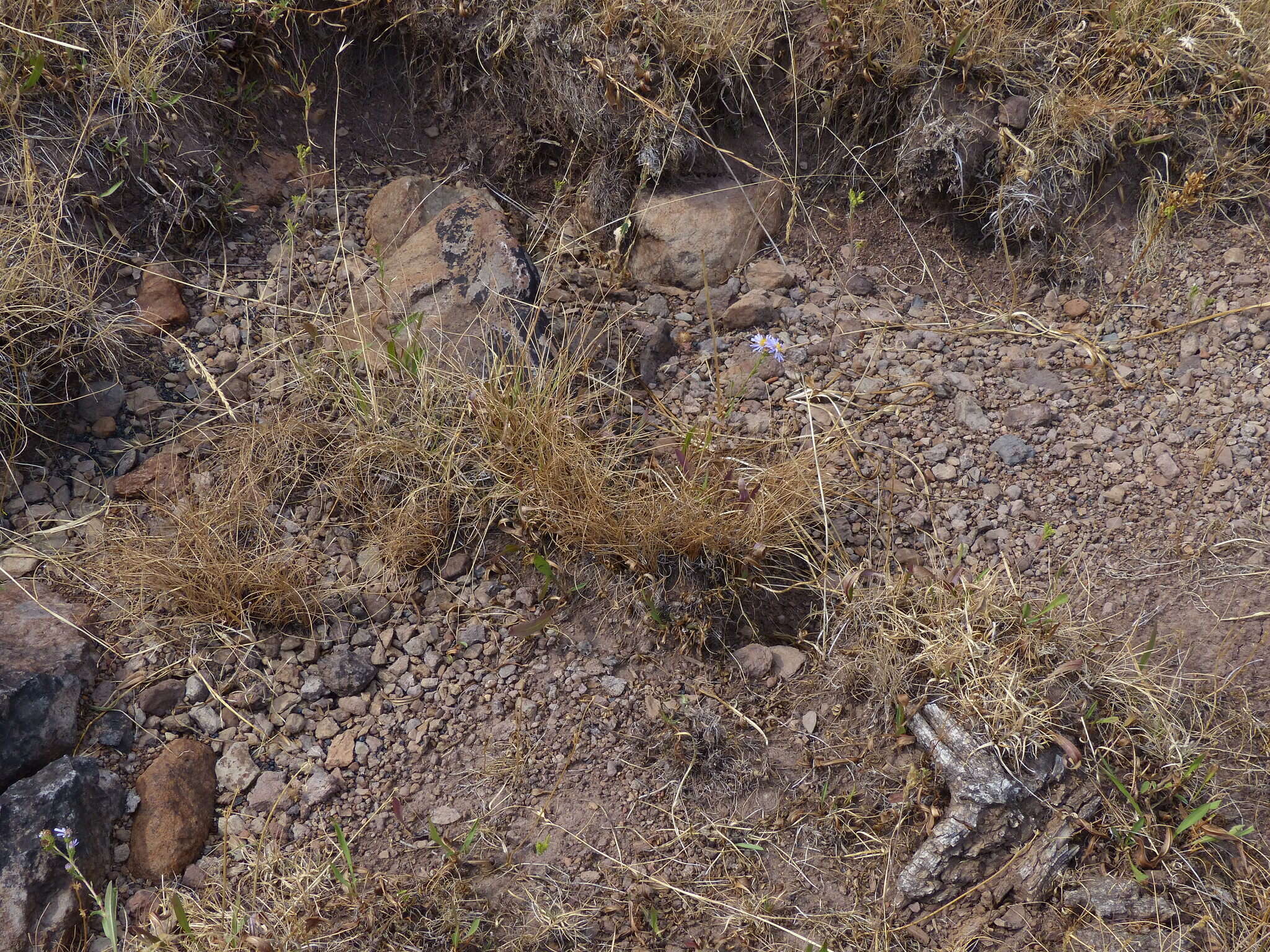 Image of Bolander's Spike-Rush