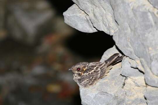 Image of Madagascan Nightjar