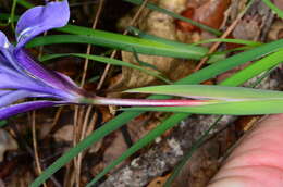 Image of bowltube iris