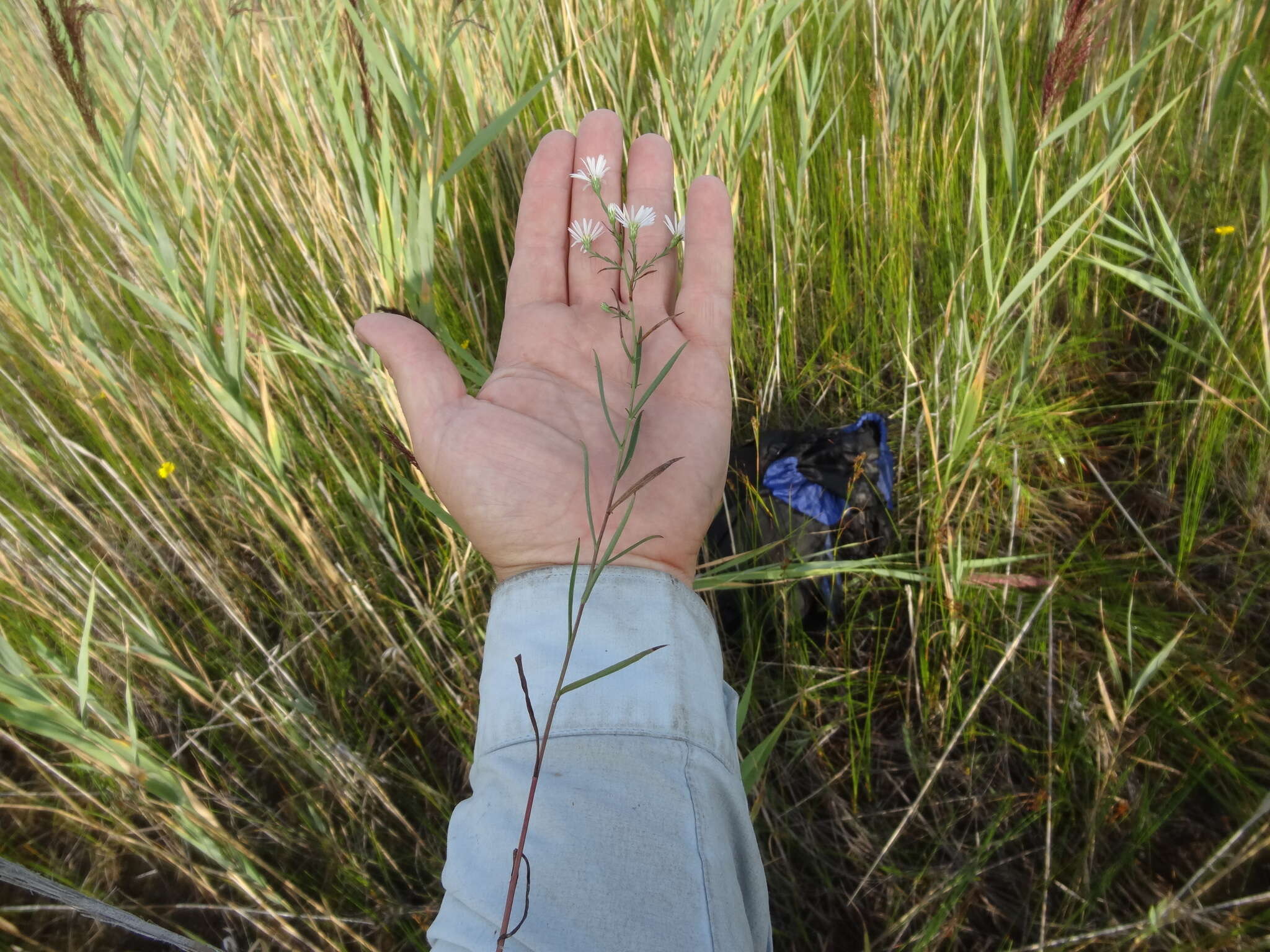 Image of rice button aster