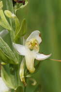 Image of Platanthera hybrida Brügger