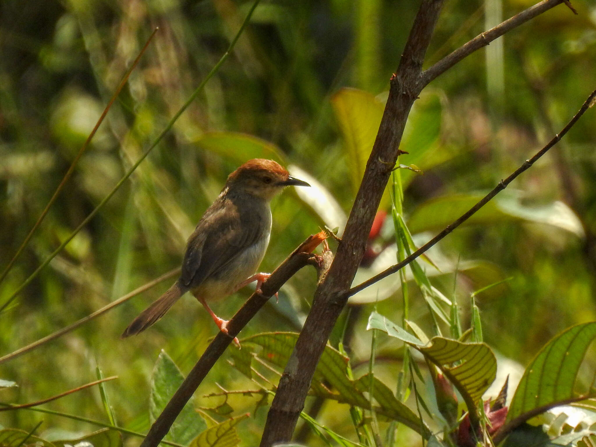 Image of Chattering Cisticola