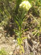 Image of winged cudweed