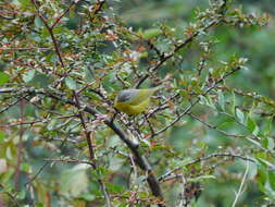 Image of Grey-hooded Warbler