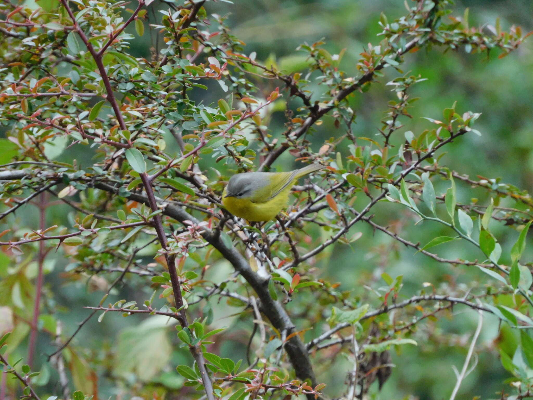 Image of Grey-hooded Warbler