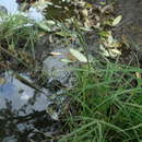 صورة Carex thunbergii Steud.