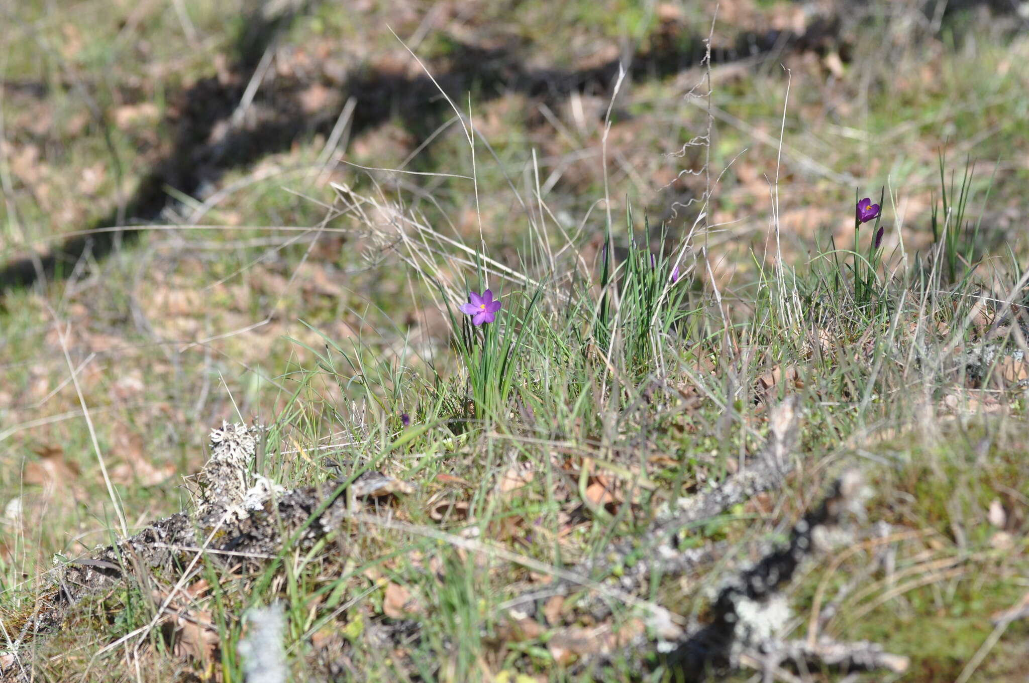 Image of Douglas' grasswidow