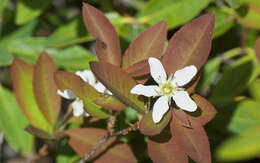 Image of oblongfruit serviceberry