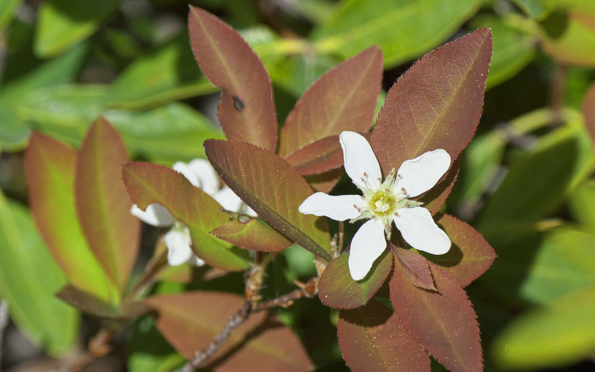 Image of oblongfruit serviceberry