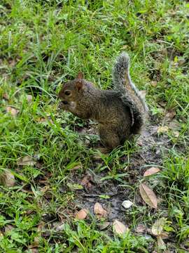 Image of Sciurus carolinensis extimus Bangs 1896