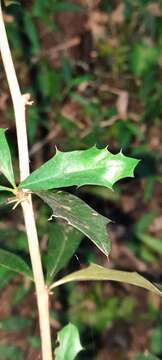 Image of Berberis ruscifolia Lam.