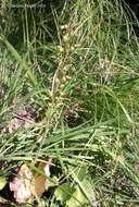 Image of Common twayblade