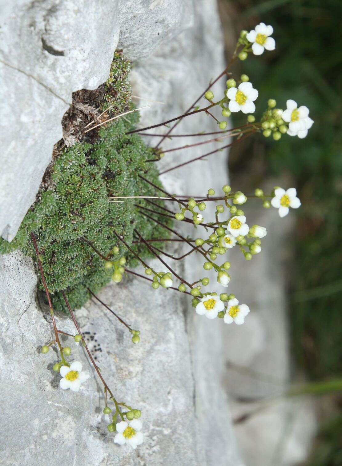 Imagem de Saxifraga squarrosa Sieber