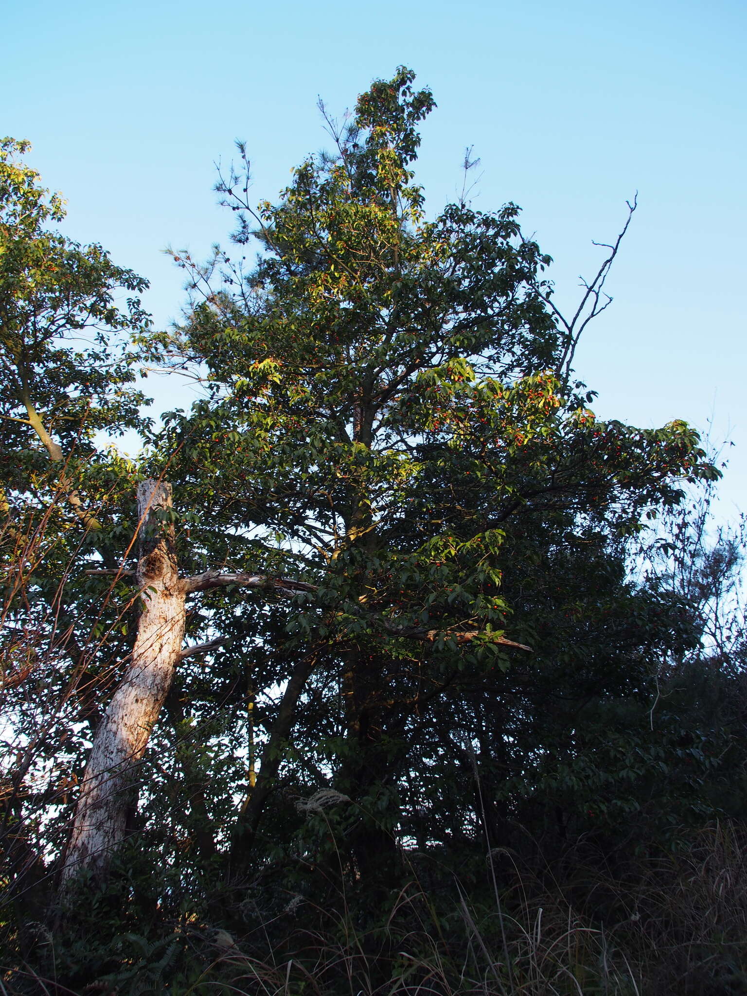 Image of Ilex pedunculosa Miq.