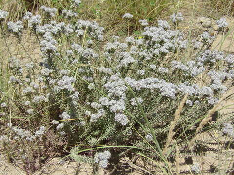 Image of Polygala aspalatha L.