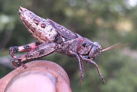 Слика од Melanoplus huroni Blatchley 1898