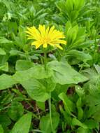 Слика од Doronicum altaicum Pall.