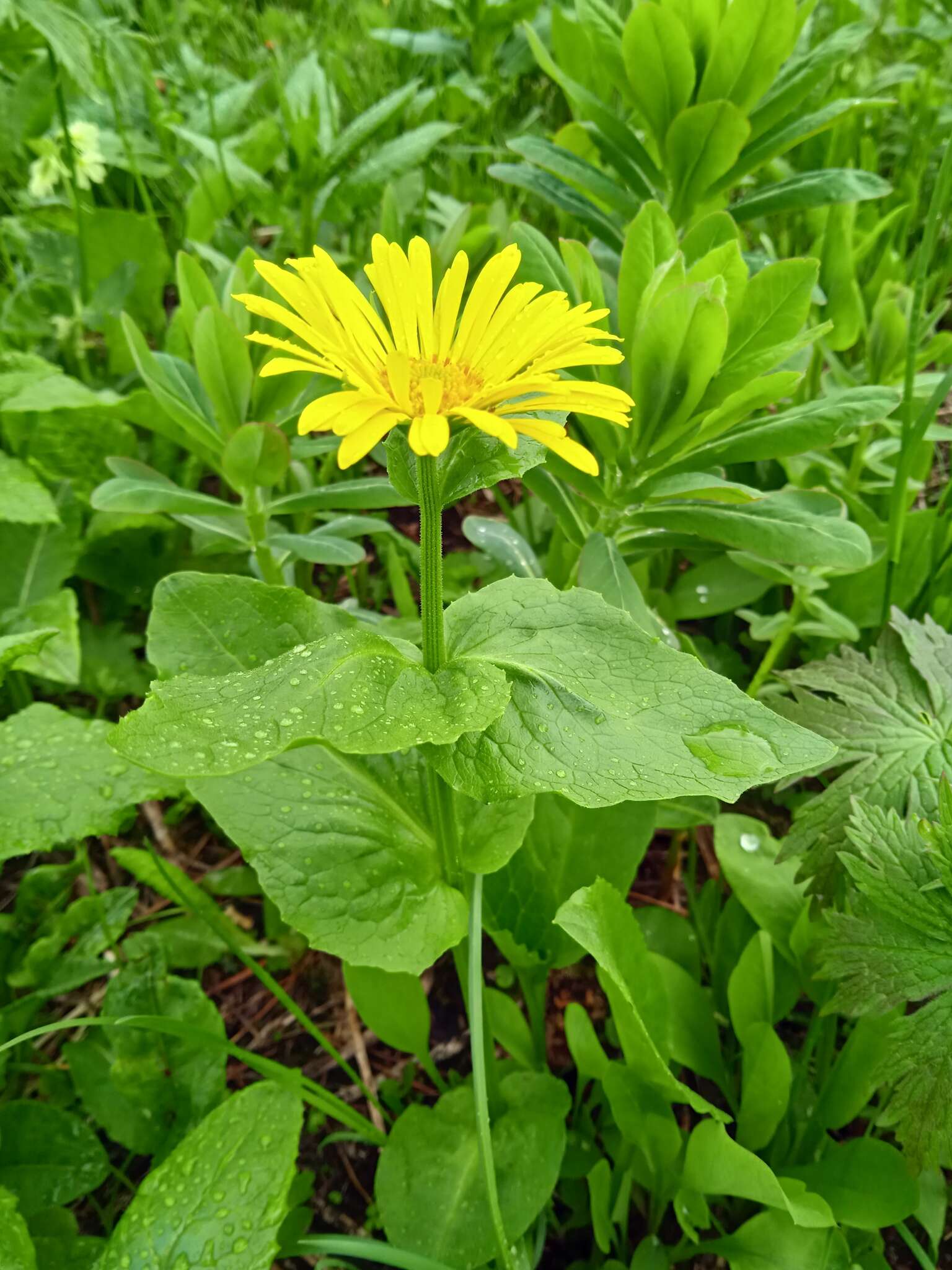 Image of Doronicum altaicum Pall.