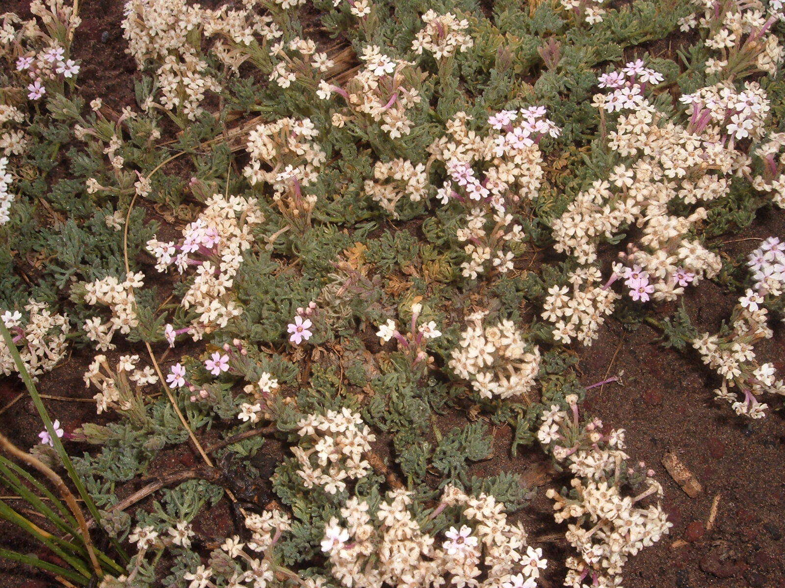 Image de Glandularia macrosperma (Speg.) Tronc.