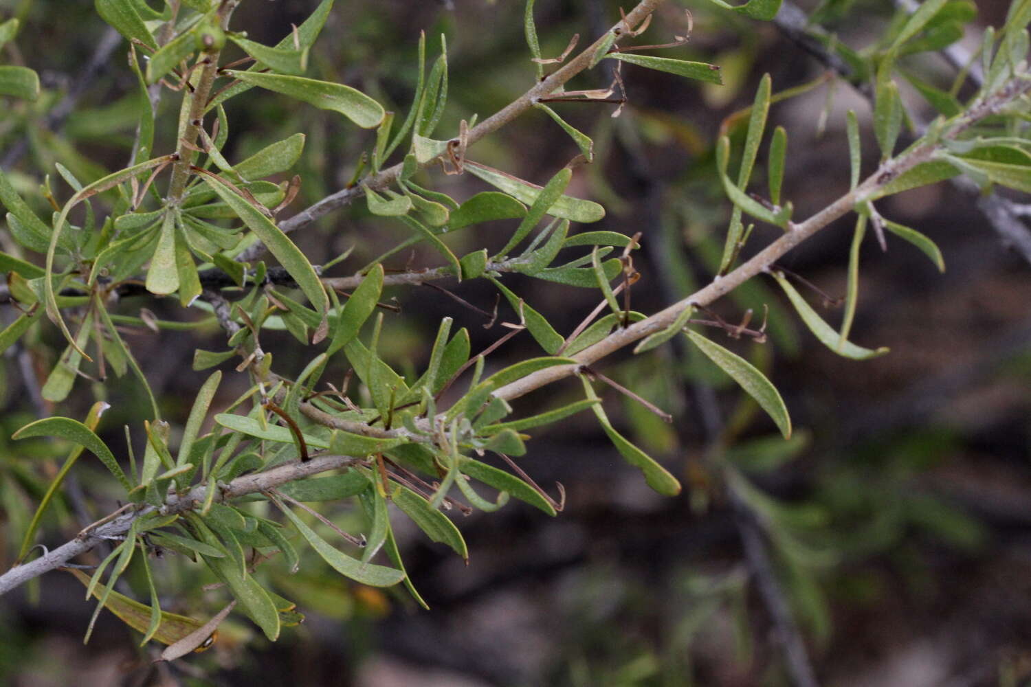 Imagem de Scaevola spinescens R. Br.