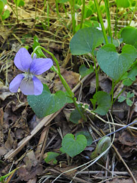 Image of common dog-violet