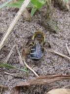 Image of Aster Andrena