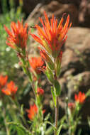 Image of Peck's Indian paintbrush