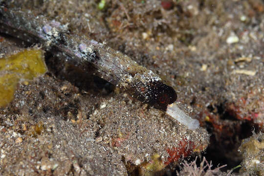 Image of White-nose Pipefish