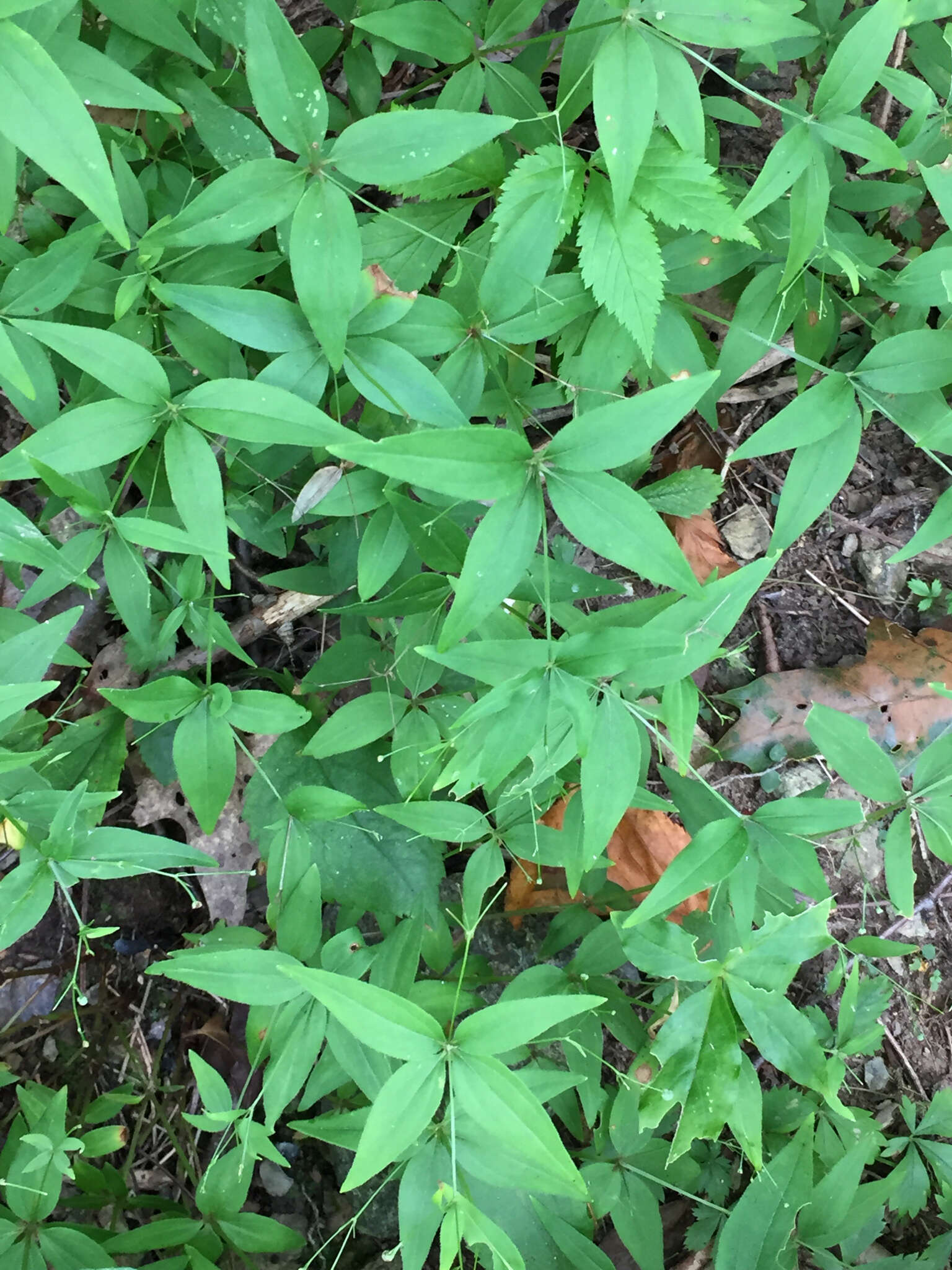 Imagem de Galium latifolium Michx.