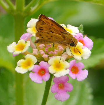 Image of Hylephila phyleus (Drury 1773)