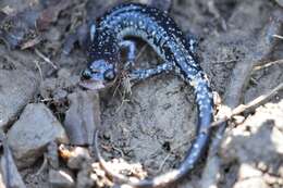 Image of Plethodon kiamichi Highton ex Highton, Maha & Maxson 1989