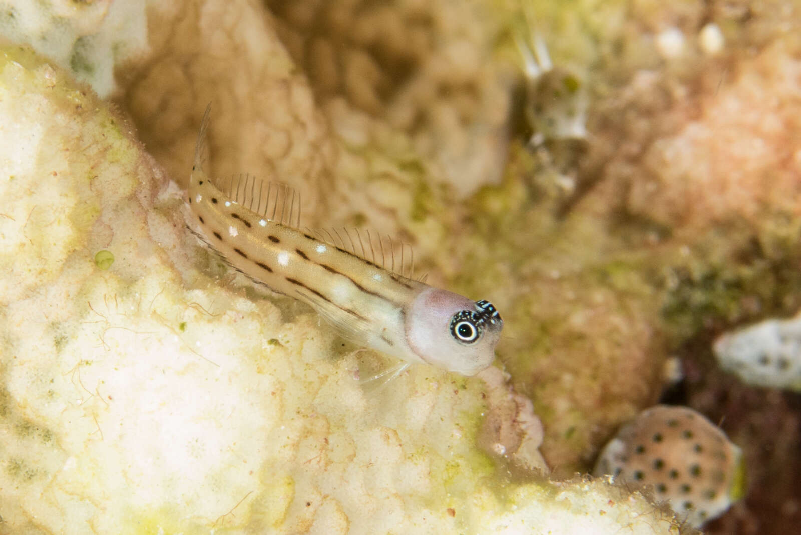 Image of Three-lined Blenny