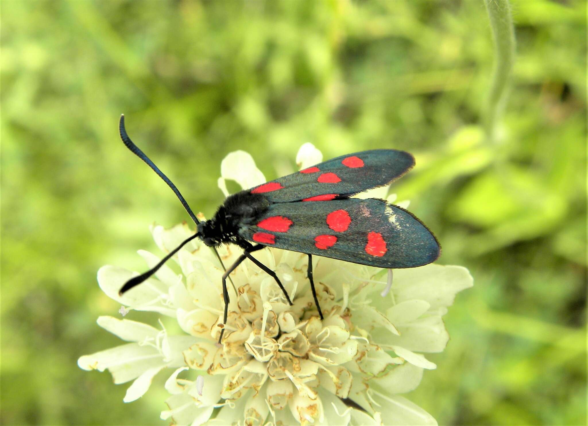 Image of Zygaena angelicae Ochsenheimer 1808