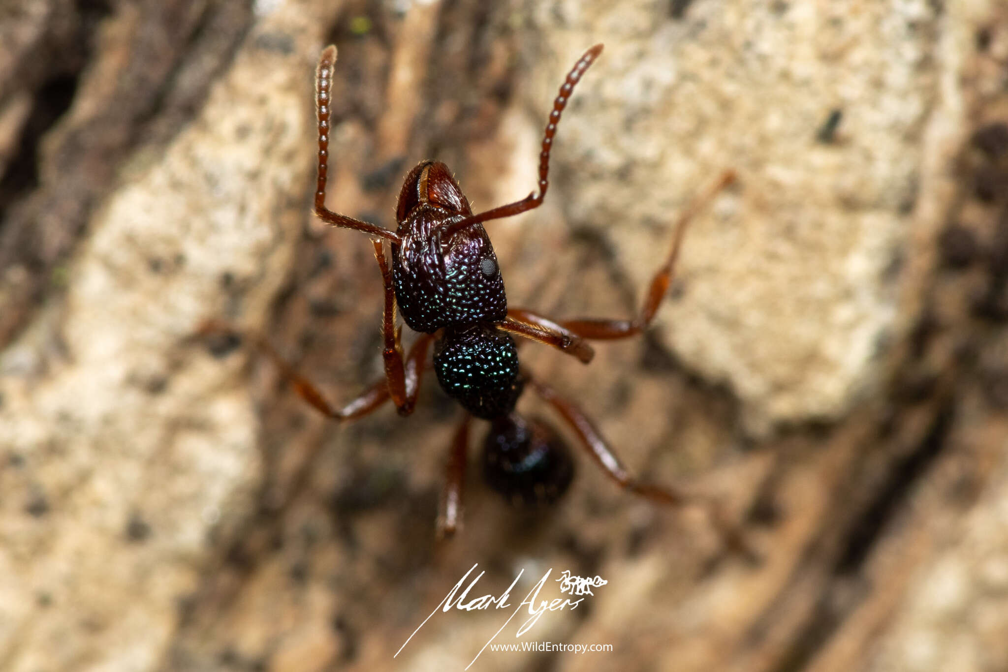 Image of Rhytidoponera scabrior Crawley 1925