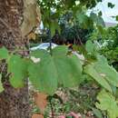 Image of Bauhinia saccocalyx Pierre