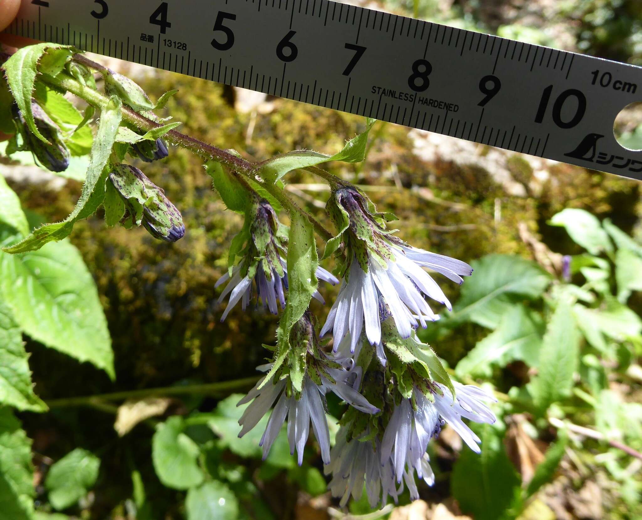 Image de Melanoseris bracteata (Hook. fil. & Thomson ex C. B. Cl.) N. Kilian