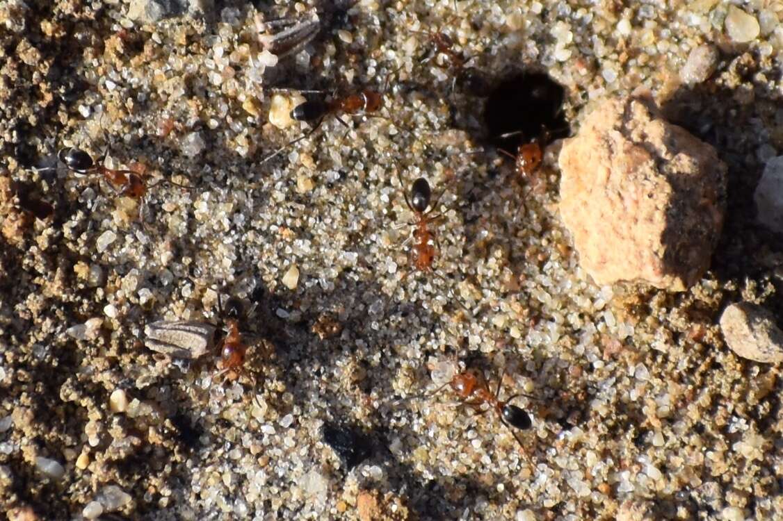 Image of Bi-colored Pyramid Ant