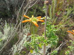 Image of Broadleaf leonotis