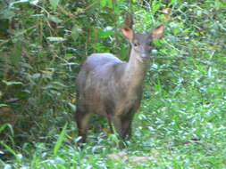 Image of South American Red Brocket