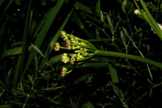 Image of Oenanthe pimpinelloides subsp. pimpinelloides