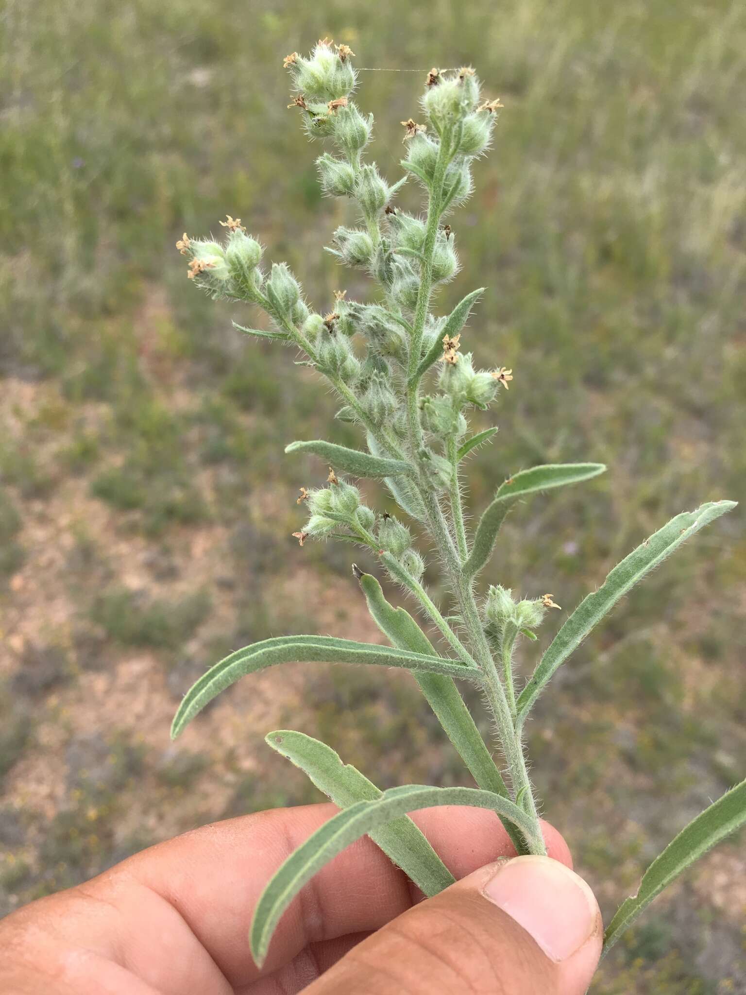 Image of James' cryptantha