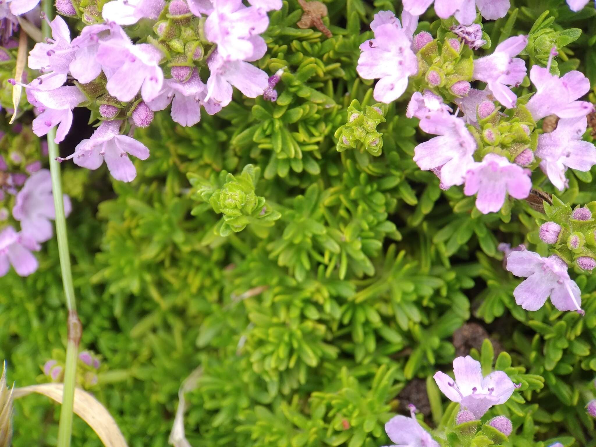 Thymus caespititius Brot. resmi