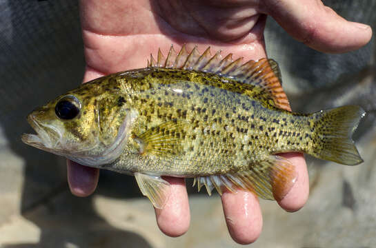 Image of Ozark bass